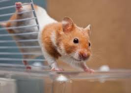 Check spelling or type a new query. Is My Hamster Dying Causes Symptoms Of A Dying Hamster