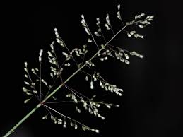 Image result for Sporobolus coromandelianus