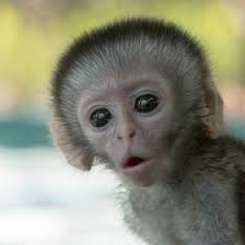 Fern Grove (lizziethistle)