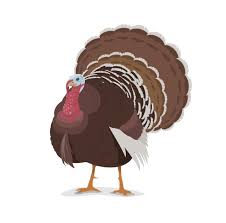 Thanksgiving, istanbul, turkey map, turkey bird, thanksgiving turkey, turkey dinner. Free Vector Thanksgiving Icons