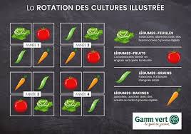 Tout Savoir Sur La Rotation Des Cultures Potager Planter Des Legumes Plante Potagere