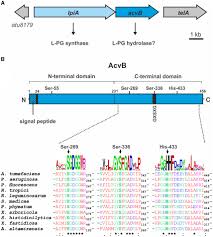 Virulence Of Agrobacterium Tumefaciens Requires Lipid