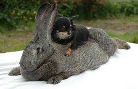 Image result for flemish giant rabbits