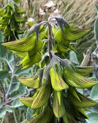 Image result for Crotalaria gazensis