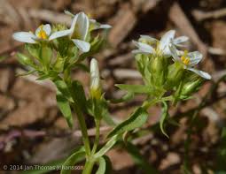 Image result for Sebaea