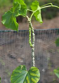 Image result for Tinospora fragosa