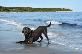 Image result for labrador retrívr