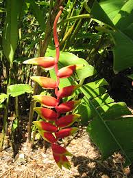Image result for Heliconia rostrata