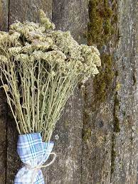 Rustic Dried Flower Bouquet Yarrow Achillea Millefolium Common Etsy Dried Flower Bouquet Dried Flowers Flowers Bouquet