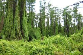 Image result for Lygodium microphyllum