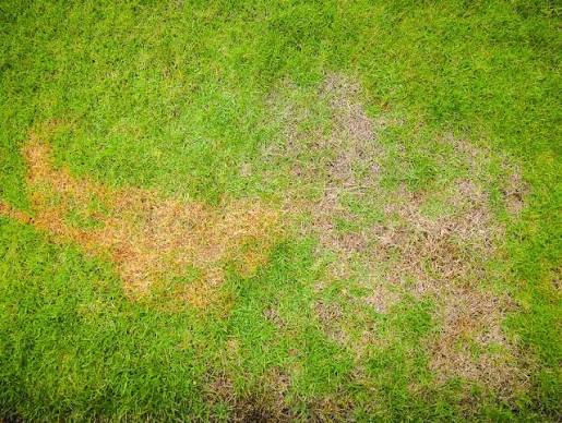 How to Treat Pythium Blight in Your Lawn | Sod Solutions · Sod University