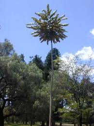 Image result for Polyscias fulva