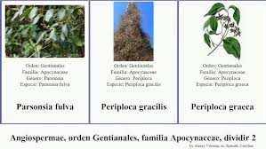 Image result for Clitandra cymulosa