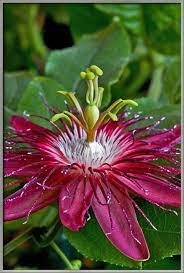 Passionflower Lady Margaret Passiflora Coccinea X Incarnata Unusual Flowers Flora Flowers Planting Flowers