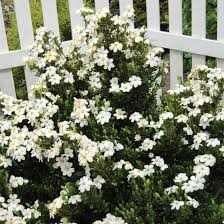Maybe you would like to learn more about one of these? Heaven Scent Gardenia Finegardening Buy Plants Online Buy Plants Gardenia Shrub