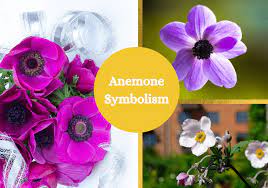 Purple flowers meaning in bible. Anemone Flower Meaning And Symbolism Symbol Sage