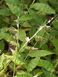 Image result for Oplismenus