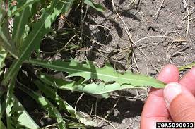 Image result for Cichorium