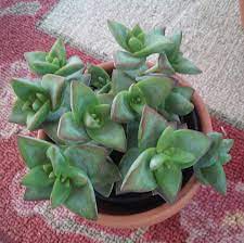 Crassula Conjuncta Planting Succulents Plants Succulents