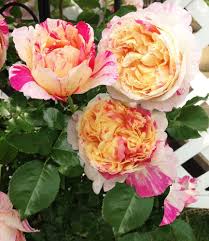 0 watchers501 page views5 deviations. Baldur Garden Climbing Rose Julie Andrieu Hardy 1 Plant Garden Rose Fragranced Climbing Plant Amazon De Garden