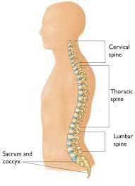 Proportions of the neck and shoulders to the head. Cervical Radiculopathy Pinched Nerve Orthoinfo Aaos