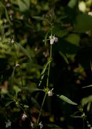 Image result for Justicia striata