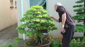 Bonsai 30 European Beech Youtube