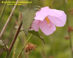 Image result for Kosteletzkya grantii