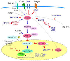 Maybe you would like to learn more about one of these? Pdf Targeting The Hippo Pathway Is A New Potential Therapeutic Modality For Malignant Mesothelioma Semantic Scholar