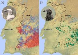 Descubrir portugal de otra forma. Un Muro Invisible Se Alza Entre Los Buitres De Espana Y Portugal Ciencia El Pais