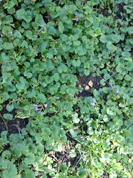 They have large, shiny, evergreen leaves, some of which are tinged an attractive red in winter, and attractive pink or purple flowers in april and may. What Is This Purple Flowering Ground Cover Gardening Landscaping Stack Exchange