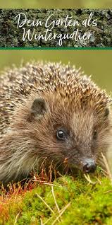 Der Garten Als Winterquartier Fur Igel Spatz Co In 2020 Garten Igel Naturnaher Garten