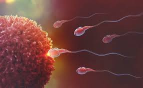 Pada saat sel telur terlepas dari ovarium, maka oosit akan segera melengkapi sebagai meiosis 1 dan akan memulai. Proses Kehamilan 3 Tahap Penting Ini Tentukan Pekembangan Anak Theasianparent Indonesia
