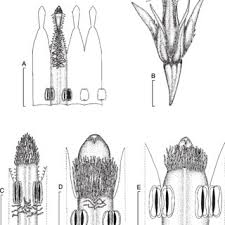 Image result for Spermacoce schlechteri