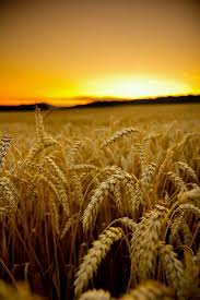 You Ll Remember Me When The West Wind Blows Pin By Melissa Lynn On Barns Cows Horses Wheat Fields Nature Photography Beautiful Landscapes Beautiful Nature