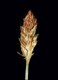 Image result for Eleocharis confervoides