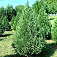 Image result for Cupressus torulosa