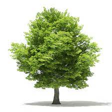 It is commonly found in wooded areas as an understory tree. American Hornbeam 3d Model 9 4m By Cgaxis 3docean