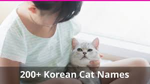 The talented star has worked in maj. 200 Korean Cat Names Plus Meanings For Male And Female Kitties
