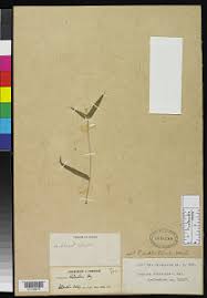 Image result for Panicum hymeniochilum