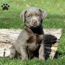 These charcoal lab puppies are growing fast! Silver Labrador Retriever Puppies For Sale Greenfield Puppies