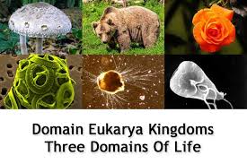 domain eukarya kingdoms three domains of life