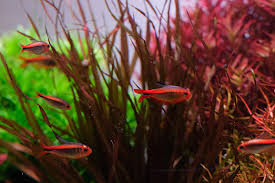 Image result for Xyris asterotricha