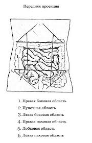 Maybe you would like to learn more about one of these? The Abdominal Department Of Man Stomach Belly Borders Projections Of Organs On The Abdomen Wall Thin And Fat