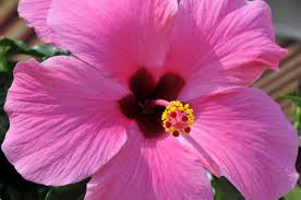 Wann ist der beste zeitpunkt? Hibiskus Zuruckschneiden So Wird S Gemacht