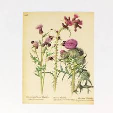Thistle Picture Vintage Botanical Print Flower Scottish Vintage Botanical Prints Botanical Prints Scottish Gifts