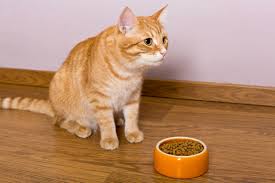Croquettes premium pour chat adulte stérilisé, qui apportent une alimentation spécialement formulée pour réduire la présence d'allergènes sur les poils de chats.existent en plusieurs conditionnements. Mon Chat Ne Mange Plus Refus De Manger Du Chat Doctissimo