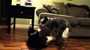 Are Australian Cattle Dogs Good With Cats Bark How