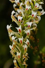 Image result for Hebenstretia