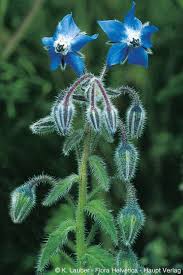 Image result for Borago officinalis